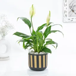 Classic Black And Gold Striped Planter With Peace Lily-picture-15