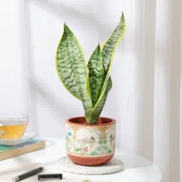 Classic Snake Plant In Traditional Terracotta Pot-picture-12
