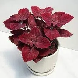 **COLEUS PLANT LIVE **Attractive Ornamental Leaves Red Colour For Buetyness Of Outdoor Home Garden And Indoor Balcony Decoration COMBO (PACK OF 2)-picture-21