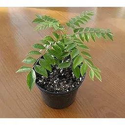 Curry Leaf Live Plant Pot Not Included-Polythene Bag-picture-22