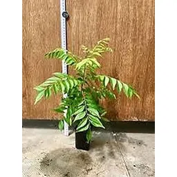 Curry Leaf Plant-Curry Leaf Live Plant Pot Not Included-Polythene Bag Curry Leaves Herb Plant in Black Pot (Sweet Neem), Curry patta plant (Curry patta plant)-picture-25