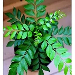 Curry Leaf Plant Indoor & Outdoor Live Plant-picture-12