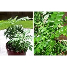 Curry Leaf Plant Outdoor Plant (Curry patta plant)-picture-21
