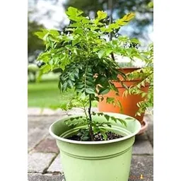 Curry Leaf Plant (Pack of 1) (Curry patta plant)-picture-31