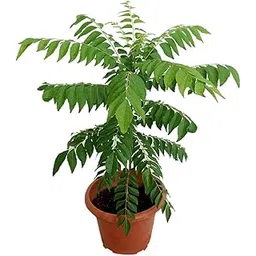 Curry Leaves - Kadi Patta Sweet Neem Live Plant with Pot (Curry patta plant)-picture-14