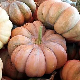 Disease-Resistant Fairytale Pumpkin Seeds for Terrace Gardening-(100 Seeds)-picture-29