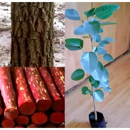 ebainz Celery Plant image 2