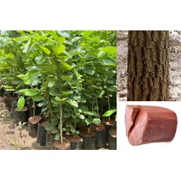 ebainz Celery Plant image 3