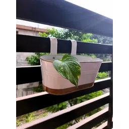 ecofynd 3 Pcs White Metal Oval Balcony Hanging Planter-picture-11