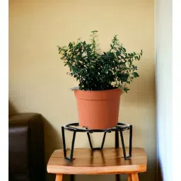 ecofynd Patio Set of 5 Black Metal Plant Stand-picture-32