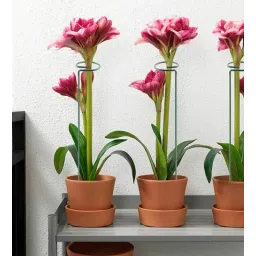 ecofynd Single Stem Set of 10 Green Metal Plant Stand-picture-33