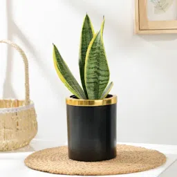 Elegant Snake Plant In Black And Gold Pot-picture-15