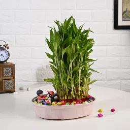 Five Layer Lucky Bamboo In Ceramic Vase-picture-20