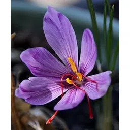 Flortand Garden® Imported Saffron Flower Bulbs for Home and Gardening (Pack Of 2 bulbs)-picture-16