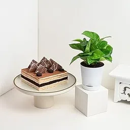 FlowerAura Delicious Fresh 500g Choco Coffee Cake With Decorative Air Purifying Live Green Money Plant For Valentine's Day Gift, Birthday Gift, Anniversary Gift & Mother's Day Gift (Same Day Delivery)-picture-15