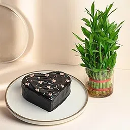 FlowerAura Delicious Fresh 500g Heart Shape Chocolate Cake With Air Purifying 3 Layer Live Bamboo Plant For Valentine's Day Gift, Birthday Gift, Anniversary Gift, Mother's Day Gift (Same Day Delivery)-picture-14