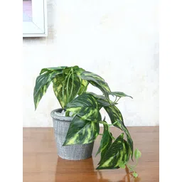 FOLIYAJ Green & Grey Artificial Money Plant With Pot-picture-24