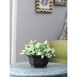 FOLIYAJ Green & White Artificial Plant With Black Pot-picture-32