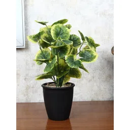 FOLIYAJ Green Faux Poliscias Plant With Pot-picture-11