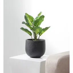 fourwalls Plastic Green Dieffenbachia Artifical Without Pot Artificial Plants-picture-30
