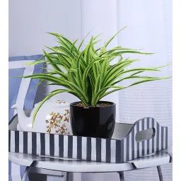 fourwalls Polyester Green Dracaena With Ceramic Pot Artificial Plants-picture-25