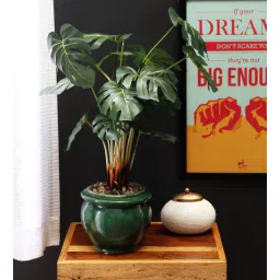Green Polyester Philodendron in Ceramic Pot by Fourwalls-picture-17