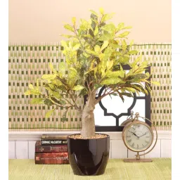 Multicolour Synthetic Premium Range Croton Plant with Vase by Fourwalls-picture-35