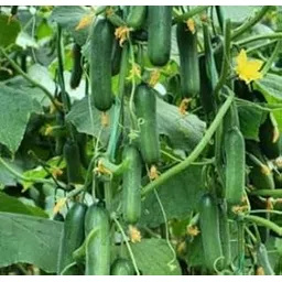 Fresh Cucumber Plant Seedling, Live Sosa cucumber kheera Vegetable plant pack of 4 live plant-picture-17