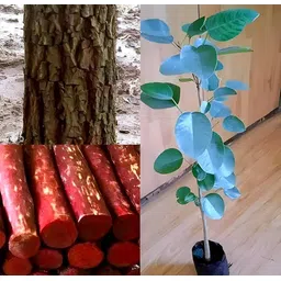 fuegoasiss Red Sandalwood Plant-picture-21