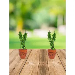 Garden Deco 2 Pieces Green Plant Supporters / Trellis-picture-19