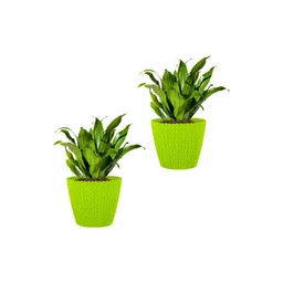 GARDEN'S NEED 2-Pcs Green Textured Eco-Friendly Poppy Planters-picture-24