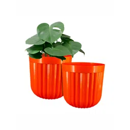 GARDEN'S NEED 2-Pcs Orange Textured Planters-picture-13