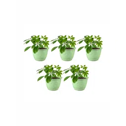 GARDEN'S NEED 5-Pcs Green Textured Planters-picture-28