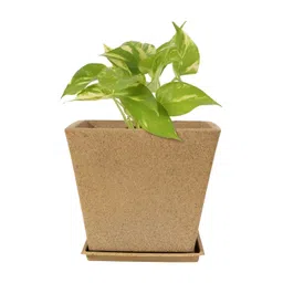 GARDEN'S NEED Beige Sand Stone Planters-picture-11