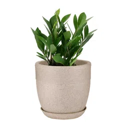 GARDEN'S NEED Jaguar Beige Textured Planters With Tray-picture-13