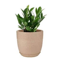 GARDEN'S NEED Jaguar Beige Textured Planters with Tray-picture-12