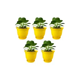 GARDEN'S NEED Love Yellow 5 Pieces Textured Planters With Tray-picture-38