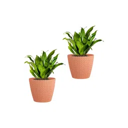 GARDEN'S NEED Poppy 2Pcs Peach-Colored Textured Planters-picture-36