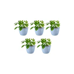 GARDEN'S NEED Set Of 5 Blue Textured Planters-picture-23