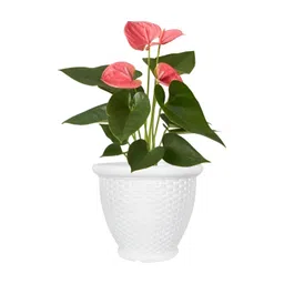 GARDEN'S NEED White Textured Planters-picture-19