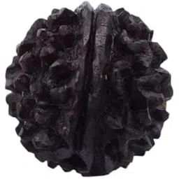 gemstone gallery Ek Mukhi Rudraksha Nepali Lab Certified एक मुखी रुद्राक्ष ओरिजिनल नेपाल गोल दाना Real & Natural One Face Ruthratcham With Silver Capped & Red Thread For Men & Women Blessed By God-picture-32