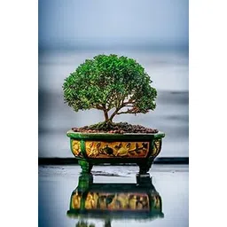 generic Oxygen plants for office desk,Table Kamini Bonsai Plant Live A Table Display of Home Beauty" Oxygen Live Plant For Indoor Home Dacoration With Pot-picture-12