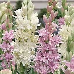 generic SEEDITO Tuberose/Rajnighandha Flower Bulbs (10 Bulbs Mix Multi Color)-picture-31