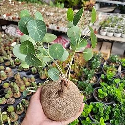 generic Stephania Erecta Plant Live Bulb for Air purifecation, 1 Per Pack-picture-22