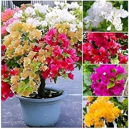 Generic Live Bougainvillea Bonsai Plant – Multi-Color Blooming Plant with Red, Pink, Yellow, White & Orange Flowers – Indoor/Outdoor for Home & Gardening Plant (Pack Of 1 With Out Pot) KG_2-picture-18