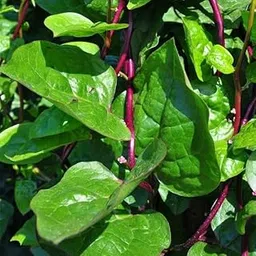 Seeds Basket Giant Malabar Spinach Seeds | Poi Ka Saag | Basella Alba Round Leaf Vining Green Plant Ceylon Spinach, Vine Spinach, Creeping Spinach Leaf NonGMO Asian Vegetable Seed (Pack Of 100 Seeds)-image-5