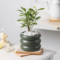 Glorious Green-picture-24