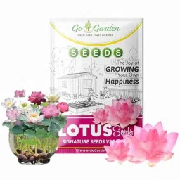 Go Garden 20 Pcs Lotus Seeds for Gardening, Home Garden, Ponds &a; Outdoor Decor-picture-27