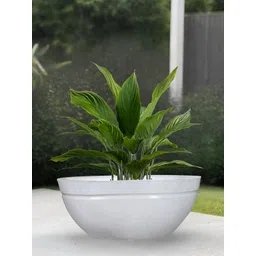 Go Hooked White & Green Lotus BowlLightweight Planter-image-1