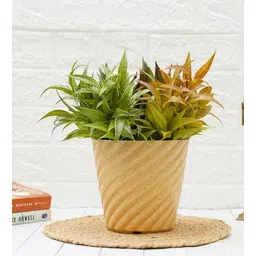 gold dust Mustard Plastic Desk Pot-picture-30